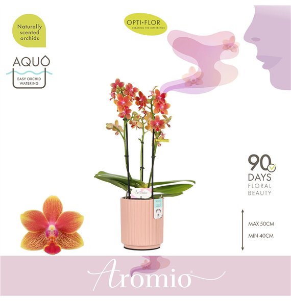 Orhideja Phalaenopsis multiflora oranje Aromio Tropical 3 spike in Molise Salmon Aquo 25 fl  stems plnt 500 35cm 12cm Q3357