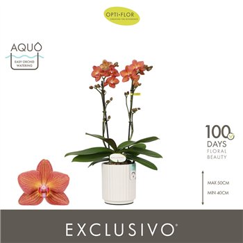 Orhideja Phalaenopsis multiflora oranje Exclusivo Eos 2 spike in Molise White Aquo 18 fl  stems plnt 2000 gram 45cm 12cm Q3358