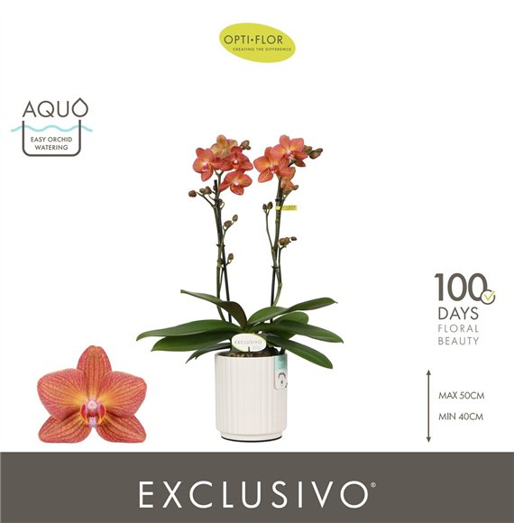 Orhideja Phalaenopsis multiflora oranje Exclusivo Eos 2 spike in Molise White Aquo 18 fl  stems plnt 2000 gram 45cm 12cm Q3358
