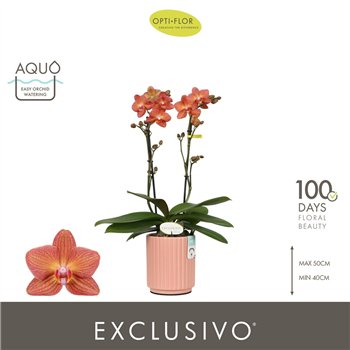 Orhideja Phalaenopsis multiflora oranje Exclusivo Eos 2 spike in Molise Salmon Aquo 18 fl  stems plnt 2000 gram 45cm 12cm Q3359