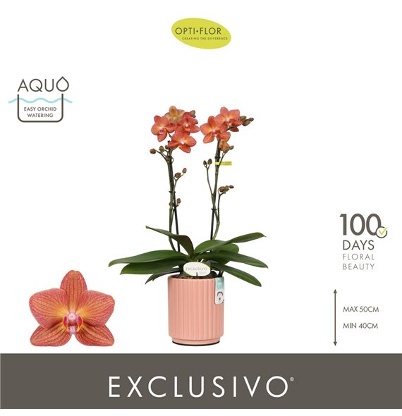 Orhideja Phalaenopsis multiflora oranje Exclusivo Eos 2 spike in Molise Salmon Aquo 18 fl  stems plnt 2000 gram 45cm 12cm Q3359