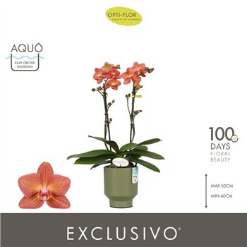Orhideja Phalaenopsis multiflora oranje Exclusivo Eos 2 spike in Emilia Green Aquo18 fl  stems plnt 2000 gram 45cm 12cm Q3360
