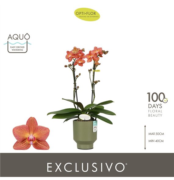 Orhideja Phalaenopsis multiflora oranje Exclusivo Eos 2 spike in Emilia Green Aquo18 fl  stems plnt 2000 gram 45cm 12cm Q3360