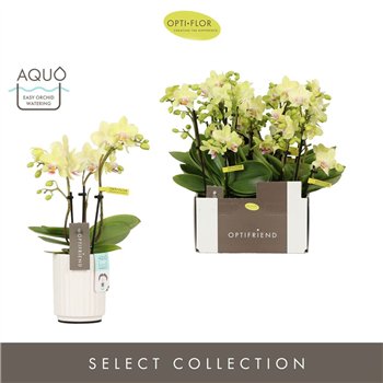 Orhideja Phalaenopsis multiflora geel Optifriend Lena 3 spike in Molise White Aquo 15 fl  stems plnt 150 25cm 7cm Q3361