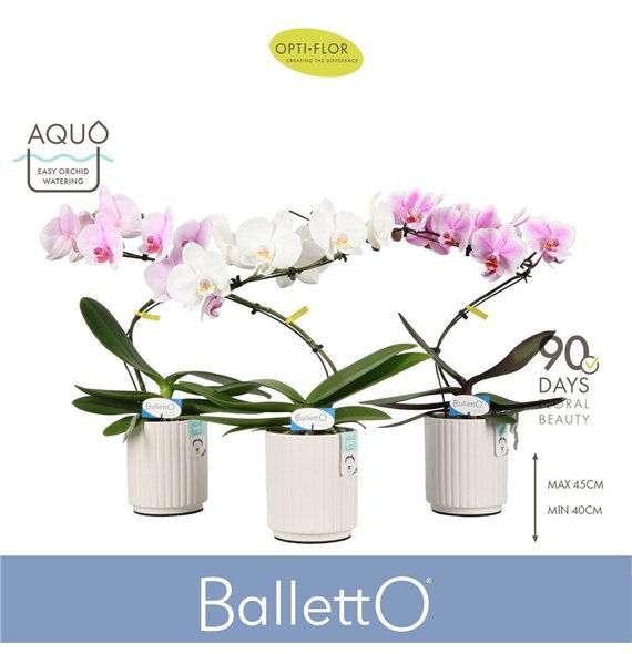 Orhideja Phalaenopsis mix Balletto Mix 1 spike in Molise White Aquo9 fl  stems plnt 2000 gram 45cm 12cm Q3363