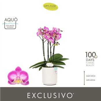 Orhideja Phalaenopsis multiflora roze Exclusivo Cupido 4 spike in Molise White Aquo 35 fl  stems plnt 500 45cm 12cm Q3364