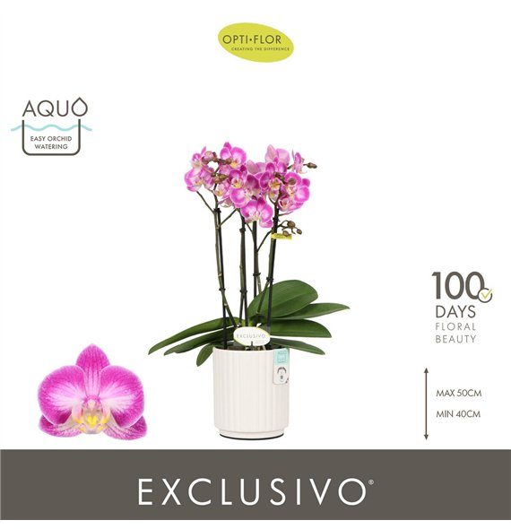 Orhideja Phalaenopsis multiflora roze Exclusivo Cupido 4 spike in Molise White Aquo 35 fl  stems plnt 500 45cm 12cm Q3364