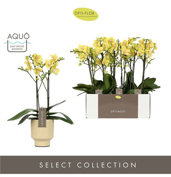 Orhideja Phalaenopsis multiflora geel Optimost Hera 2 spike in Emilia Sand Aquo25 fl  stems plnt 500 45cm 12cm Q3368