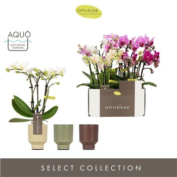 Orhideja Phalaenopsis multiflora mix Optifriend Mix 3 spike in Emilia Aquo15 fl  stems plnt 25cm 7cm Q3369