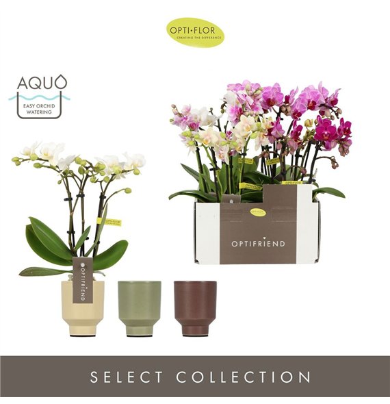 Orhideja Phalaenopsis multiflora mix Optifriend Mix 3 spike in Emilia Aquo15 fl  stems plnt 25cm 7cm Q3369