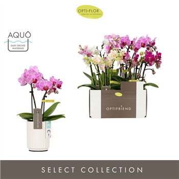 Orhideja Phalaenopsis multiflora mix Optifriend Mix 3 spike in Molise White Aquo 15 fl  stems plnt 150 25cm 7cm Q3370