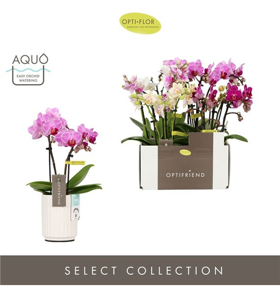 Orhideja Phalaenopsis multiflora mix Optifriend Mix 3 spike in Molise White Aquo 15 fl  stems plnt 150 25cm 7cm Q3370