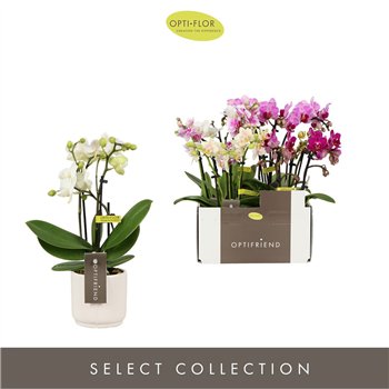 Orhideja Phalaenopsis multiflora mix Optifriend Mix 3 spike in Lazio White 15 fl  stems plnt 350 gram 25cm 7cm Q3373