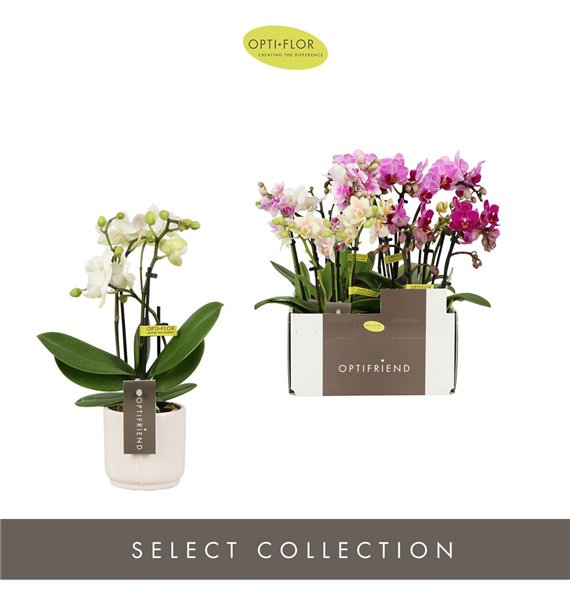 Orhideja Phalaenopsis multiflora mix Optifriend Mix 3 spike in Lazio White 15 fl  stems plnt 350 gram 25cm 7cm Q3373