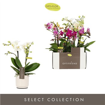 Orhideja Phalaenopsis multiflora mix Optifriend Mix 2 spike in Lazio White 10 fl  stems plnt 350 gram 25cm 7cm Q3374