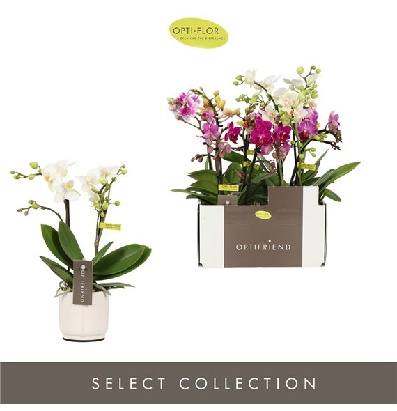 Orhideja Phalaenopsis multiflora mix Optifriend Mix 2 spike in Lazio White 10 fl  stems plnt 350 gram 25cm 7cm Q3374