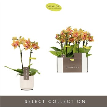 Orhideja Phalaenopsis multiflora oranje Optifriend Indy 2 spike in Lazio White 10 fl  stems plnt 400 gram 25cm 7cm Q3375