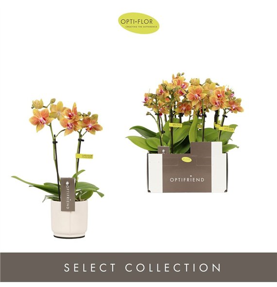 Orhideja Phalaenopsis multiflora oranje Optifriend Indy 2 spike in Lazio White 10 fl  stems plnt 400 gram 25cm 7cm Q3375