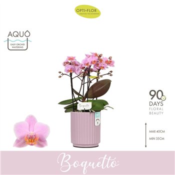 Orhideja Phalaenopsis multiflora boquetto romantico Boquetto Romantico 3-5 spike in Molise Lilac Aquobl  stems plnt 2000 gram 35