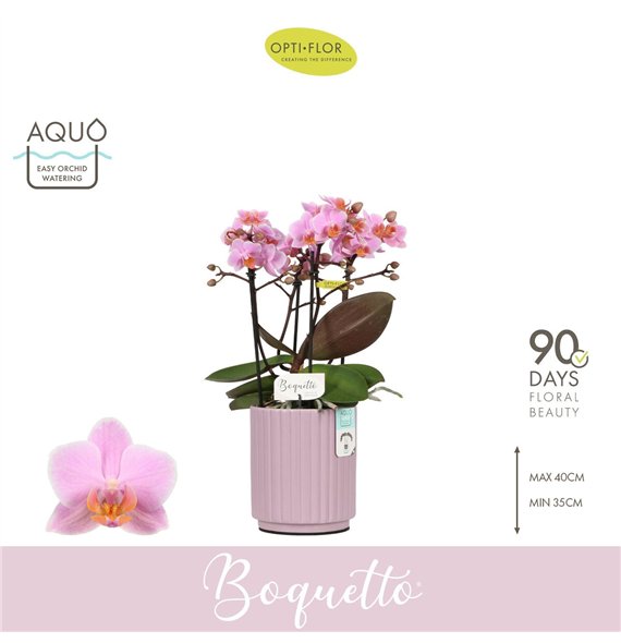 Orhideja Phalaenopsis multiflora boquetto romantico Boquetto Romantico 3-5 spike in Molise Lilac Aquobl  stems plnt 2000 gram 35