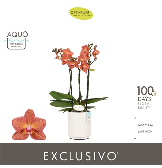 Orhideja Phalaenopsis multiflora oranje Exclusivo Eos 3 spike in Molise White Aquo 25 fl  stems plnt 2000 gram 45cm 12cm Q3377
