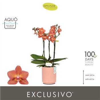 Orhideja Phalaenopsis multiflora oranje Exclusivo Eos 3 spike in Molise Salmon Aquo 25 fl  stems plnt 2000 gram 45cm 12cm Q3378