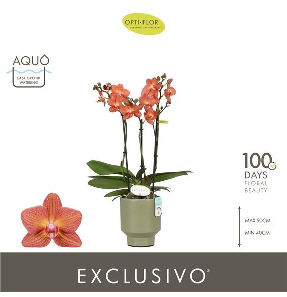 Orhideja Phalaenopsis multiflora oranje Exclusivo Eos 3 spike in Emilia Green Aquo25 fl  stems plnt 2000 gram 45cm 12cm Q3379