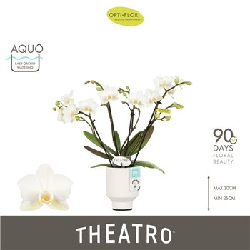 Orhideja Phalaenopsis multiflora wit Theatro Funk 4 spike in Emilia White Aquo 16 fl  stems plnt 150 30cm 7cm Q3382