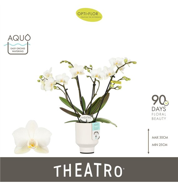 Orhideja Phalaenopsis multiflora wit Theatro Funk 4 spike in Emilia White Aquo 16 fl  stems plnt 150 30cm 7cm Q3382