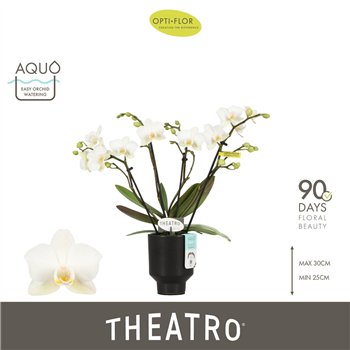 Orhideja Phalaenopsis multiflora wit Theatro Funk 4 spike in Emilia Dark Brown Aquo 16 fl  stems plnt 150 30cm 7cm Q3383