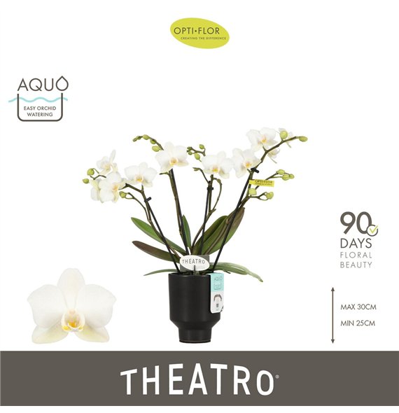 Orhideja Phalaenopsis multiflora wit Theatro Funk 4 spike in Emilia Dark Brown Aquo 16 fl  stems plnt 150 30cm 7cm Q3383