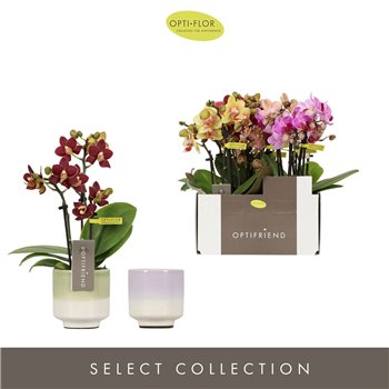 Orhideja Phalaenopsis multiflora mix Optifriend Mix in 3 spike Chianti 15 fl  stems plnt 25cm 7cm Q3385