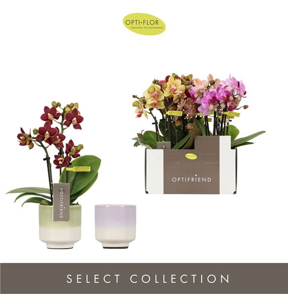 Orhideja Phalaenopsis multiflora mix Optifriend Mix in 3 spike Chianti 15 fl  stems plnt 25cm 7cm Q3385