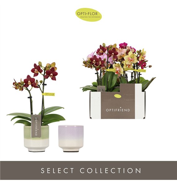 Orhideja Phalaenopsis multiflora mix Optifriend Mix in 2 spike Chianti 10 fl  stems plnt 25cm 7cm Q3386