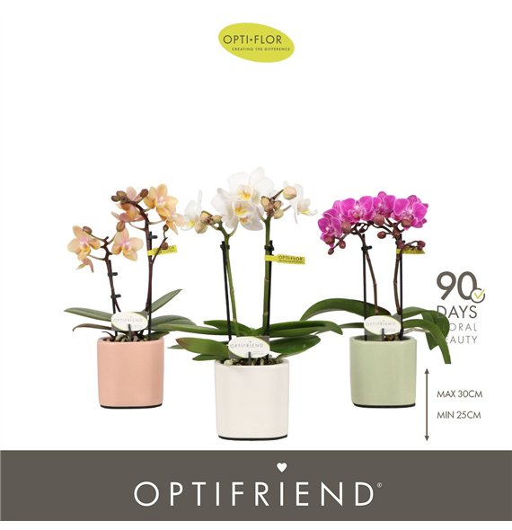 Orhideja Phalaenopsis multiflora mix Optifriend Mix 2 spike in Lazio 10 fl  stems plnt 350 gram 25cm 7cm Q3387