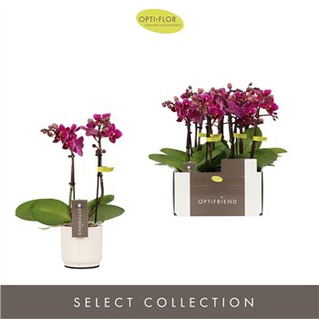 Orhideja Phalaenopsis multiflora paars Optifriend Emma 2 spike in Lazio White 10 fl  stems plnt 400 gram 25cm 7cm Q3388