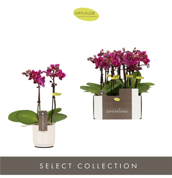 Orhideja Phalaenopsis multiflora paars Optifriend Emma 2 spike in Lazio White 10 fl  stems plnt 400 gram 25cm 7cm Q3388