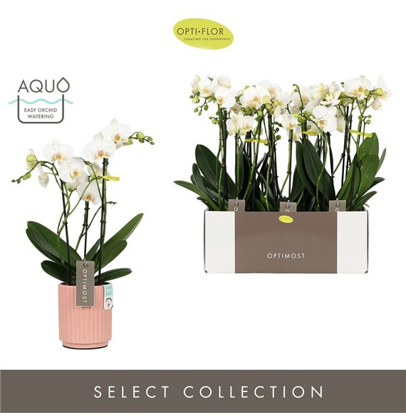 Orhideja Phalaenopsis multiflora wit Optimost Helios 3 spike in Molise Salmon Aquo 35 fl  stems plnt 1000 gram 45cm 12cm Q3389