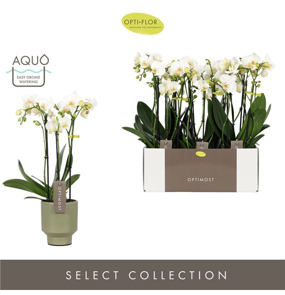 Orhideja Phalaenopsis multiflora wit Optimost Helios 3 spike in Emilia Green Aquo35 fl  stems plnt 1000 gram 45cm 12cm Q3390