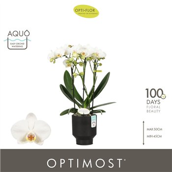 Orhideja Phalaenopsis multiflora wit Optimost Helios 3 spike in Emilia Brown Aquo35 fl  stems plnt 1000 gram 45cm 12cm Q3391