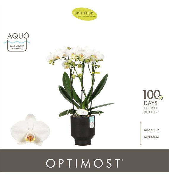 Orhideja Phalaenopsis multiflora wit Optimost Helios 3 spike in Emilia Brown Aquo35 fl  stems plnt 1000 gram 45cm 12cm Q3391