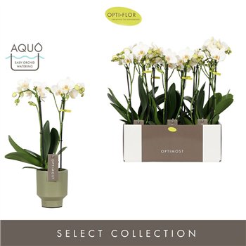 Orhideja Phalaenopsis multiflora wit Optimost Helios 2 spike in Emilia Green Aquo25 fl  stems plnt 1000 gram 45cm 12cm Q3394