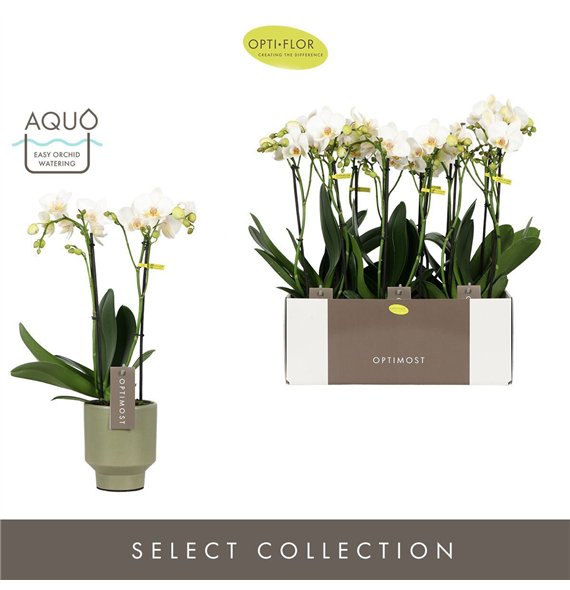 Orhideja Phalaenopsis multiflora wit Optimost Helios 2 spike in Emilia Green Aquo25 fl  stems plnt 1000 gram 45cm 12cm Q3394