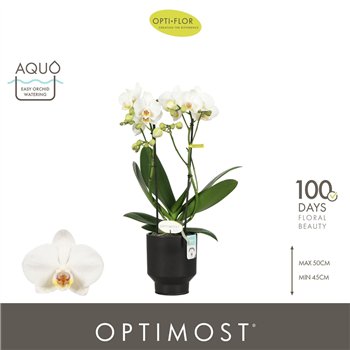 Orhideja Phalaenopsis multiflora wit Optimost Helios 2 spike in Emilia Brown Aquo25 fl  stems plnt 1000 gram 45cm 12cm Q3395