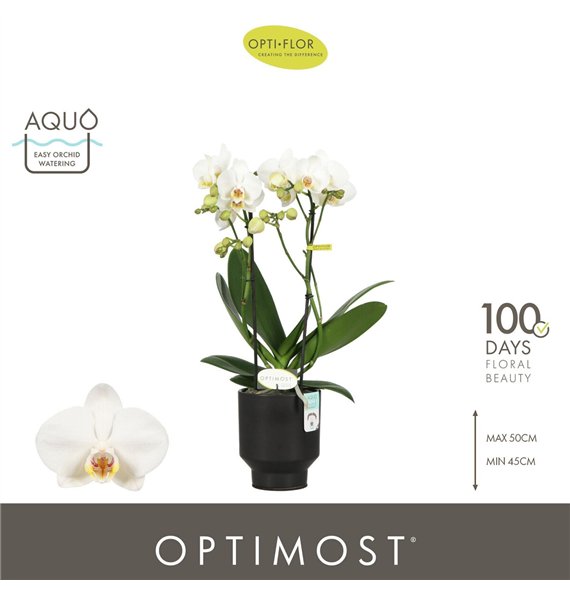 Orhideja Phalaenopsis multiflora wit Optimost Helios 2 spike in Emilia Brown Aquo25 fl  stems plnt 1000 gram 45cm 12cm Q3395