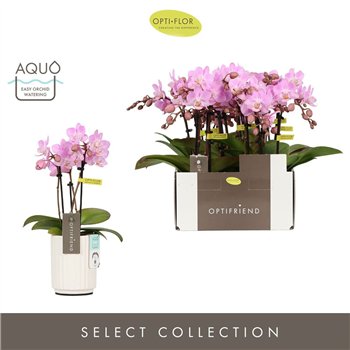 Orhideja Phalaenopsis multiflora roze Optifriend Lieke 3 spike in Molise White Aquo 15 fl  stems plnt 150 25cm 7cm Q3396