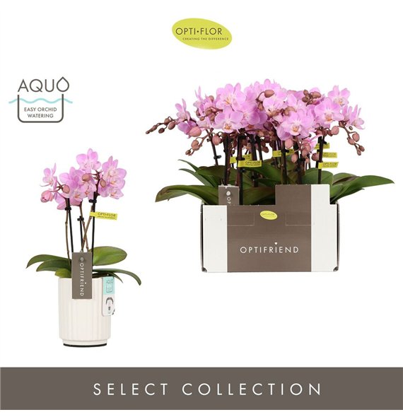 Orhideja Phalaenopsis multiflora roze Optifriend Lieke 3 spike in Molise White Aquo 15 fl  stems plnt 150 25cm 7cm Q3396