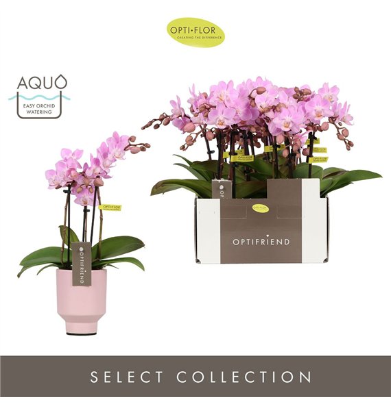 Orhideja Phalaenopsis multiflora roze Optifriend Lieke 3 spike in Emilia Pink Aquo 15 fl  stems plnt 150 25cm 7cm Q3397