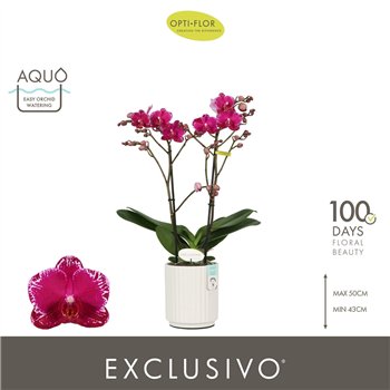 Orhideja Phalaenopsis multiflora paars Exclusivo Asian Violin 2 spike in Molise White Aquo 18 fl  3 stems plnt 500 45cm 12cm Q33