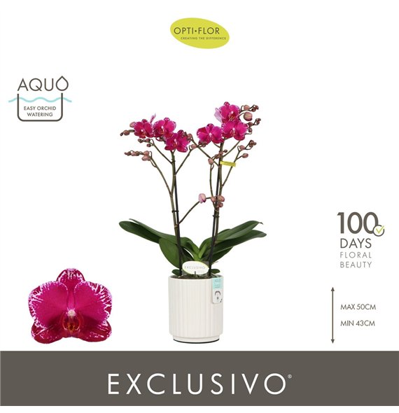 Orhideja Phalaenopsis multiflora paars Exclusivo Asian Violin 2 spike in Molise White Aquo 18 fl  3 stems plnt 500 45cm 12cm Q33